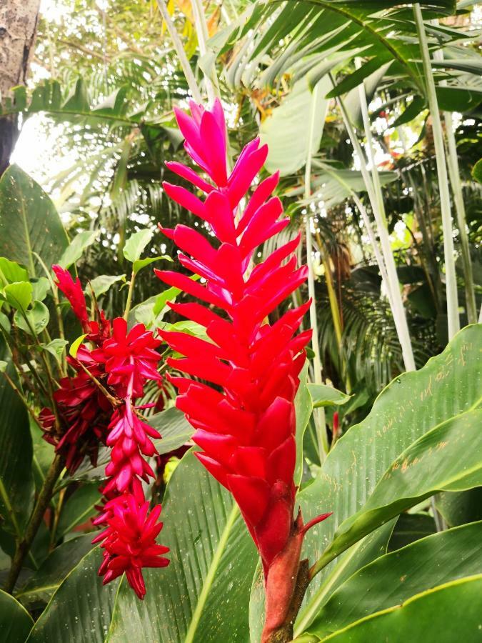 Hotel Catarata Rio Celeste 비자구아 외부 사진