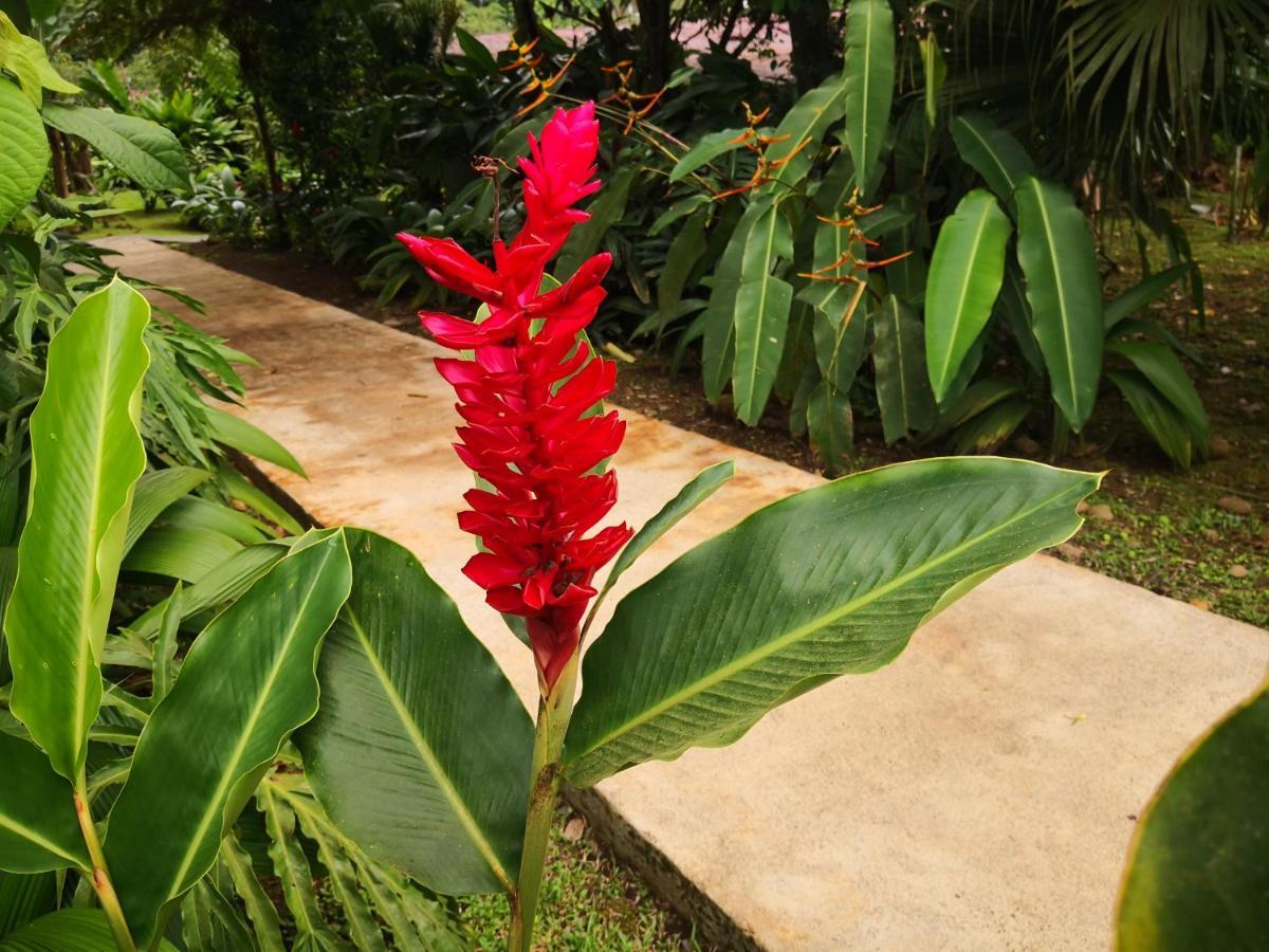 Hotel Catarata Rio Celeste 비자구아 외부 사진